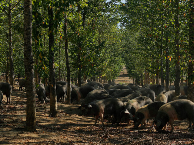 renieri cinta senese nei boschi