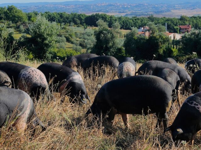 colline toscane con maiali che mangiano da cinta senese dop