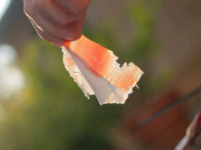 fetta contro luce del sole prosciutto di cinta senese renieri