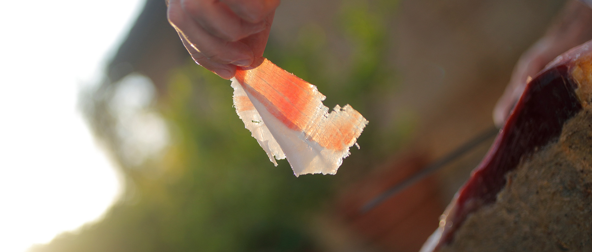 fetta contro luce del sole prosciutto di cinta senese renieri