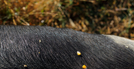 cinta senese nei campi