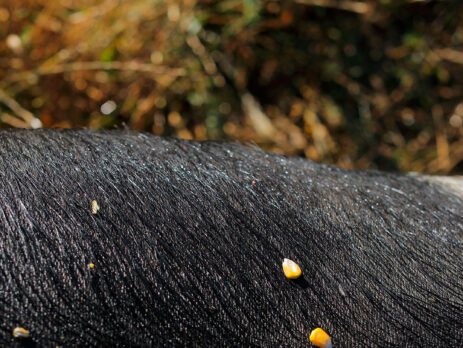 cinta senese nei campi