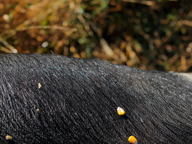 cinta senese nei campi