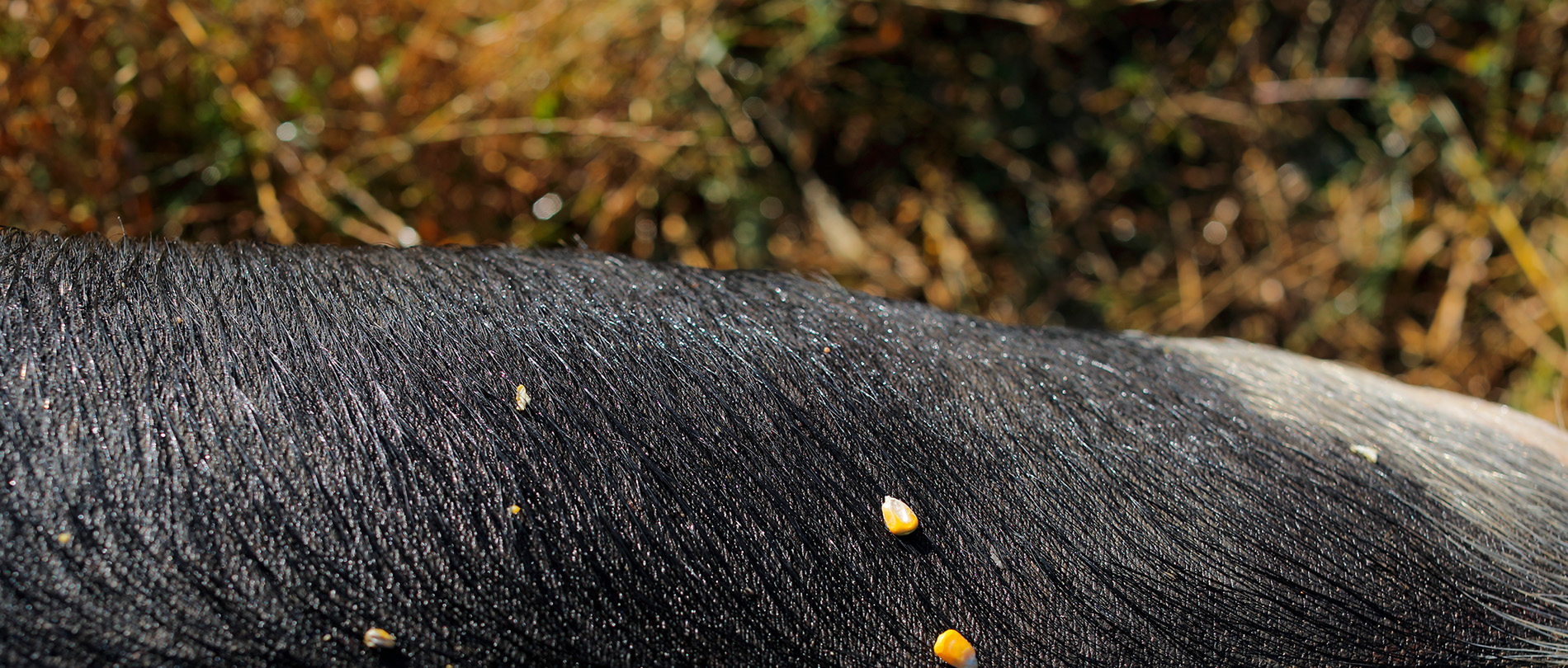 cinta senese nei campi