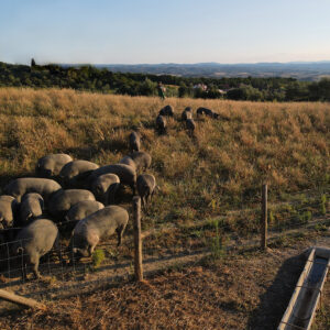 pascoli cinta senese